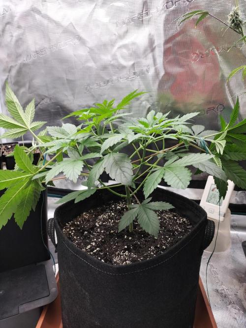 Tropical Ice Cream. Week 5