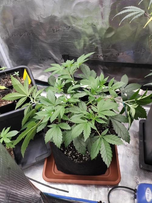 Tropical Ice Cream. Week 5