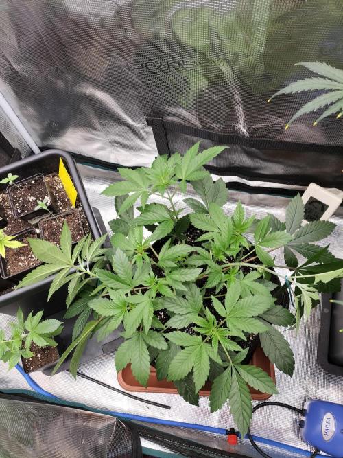Tropical Ice Cream. Week 5