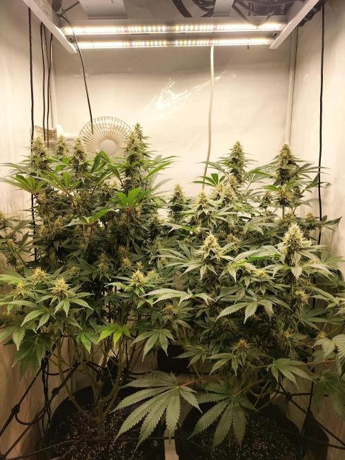 Sticky Broccoli - Eternity Cup 2026. Week 13