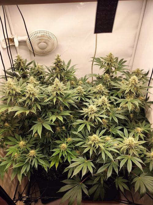 Sticky Broccoli - Eternity Cup 2026. Week 13