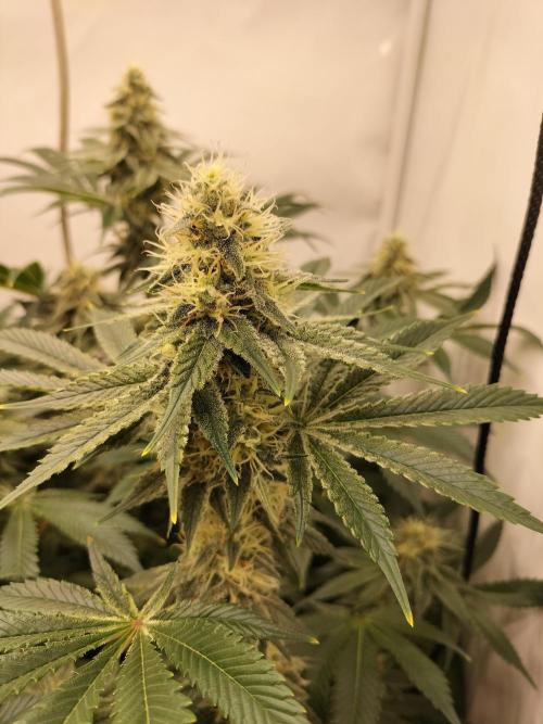 Sticky Broccoli - Eternity Cup 2026. Week 13