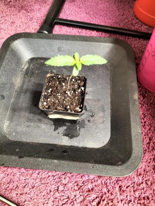 Zkittlez. Week 1