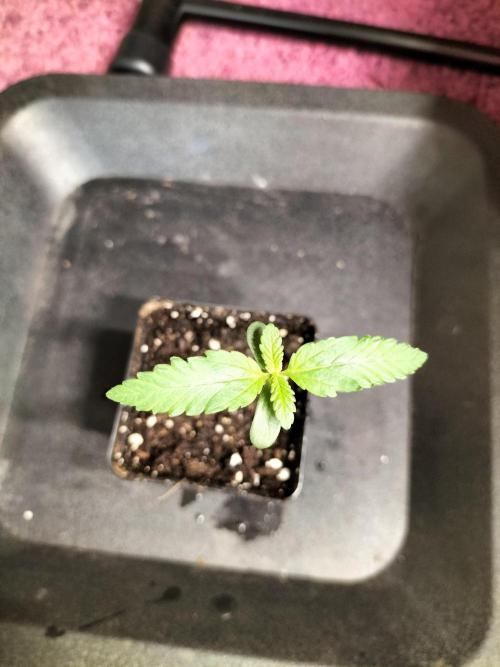 Zkittlez. Week 1