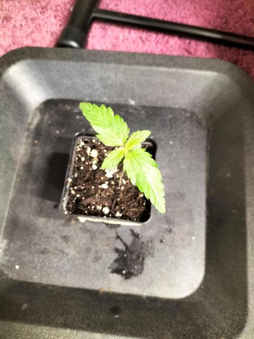 Fast Version B. Week 1