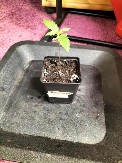 Amnesia Haze Fast. Week 1