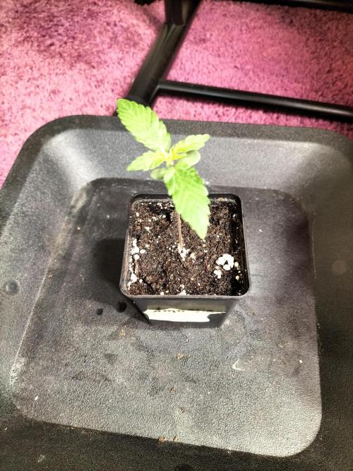 Amnesia Haze Fast. Week 1
