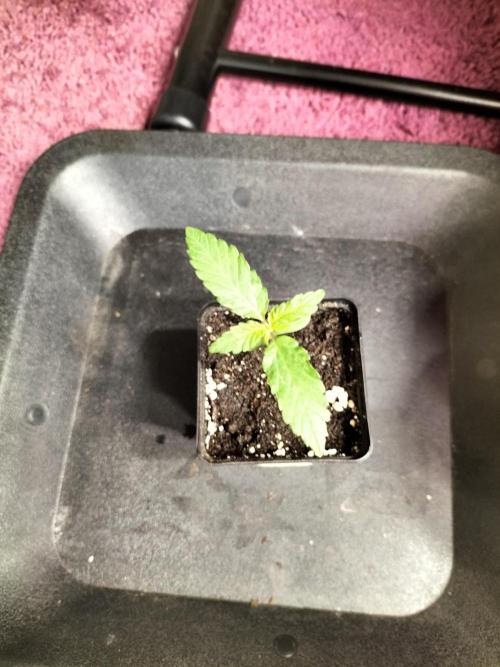 Amnesia Haze Fast. Week 1
