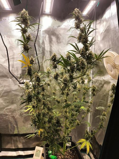 Gorilla Auto. Week 11