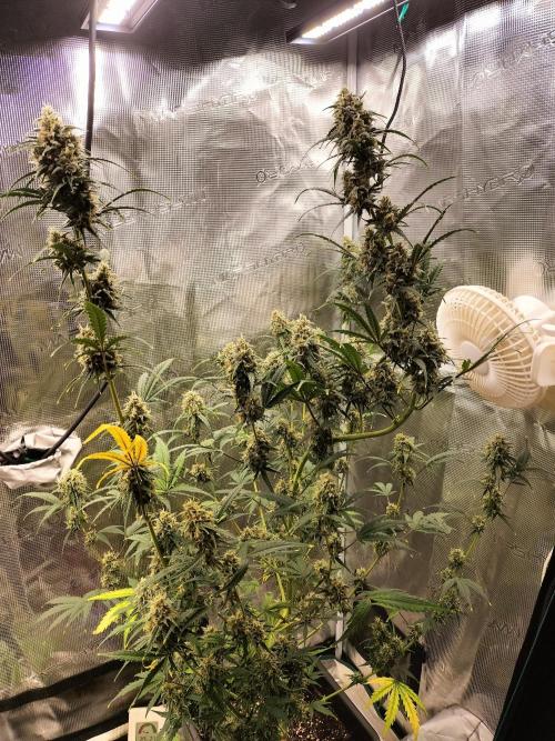 Gorilla Auto. Week 11