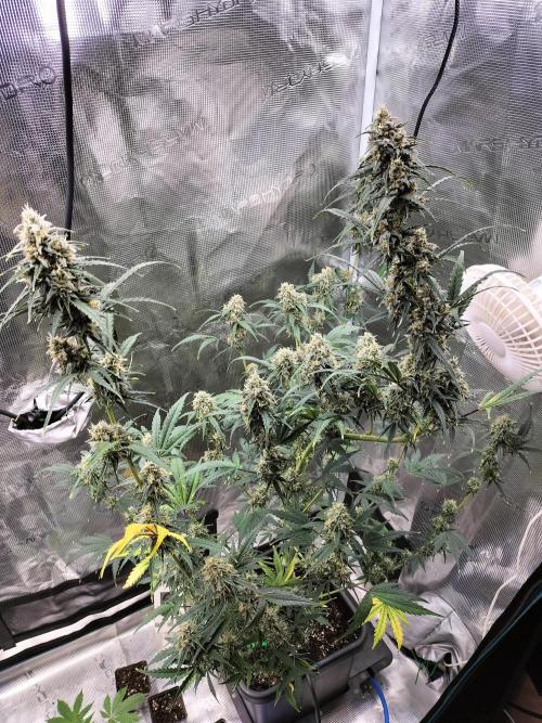 Gorilla Auto. Week 11