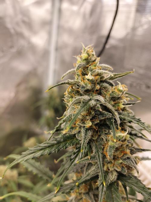Gorilla Auto. Week 11