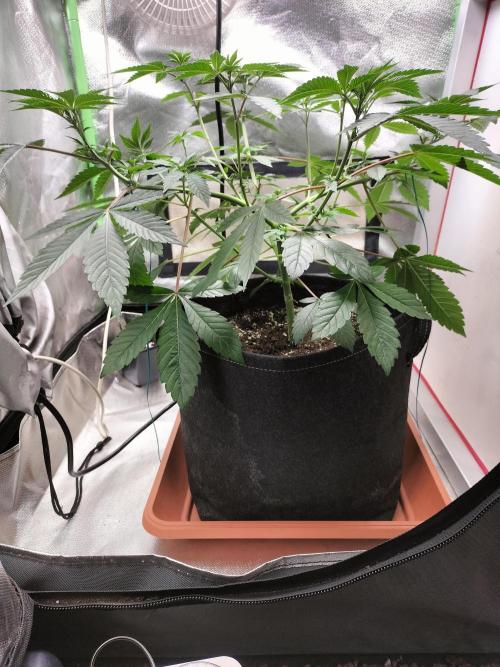 Tropical Ice Cream. Week 6