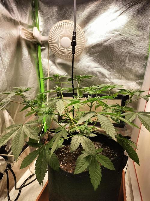Tropical Ice Cream. Week 6