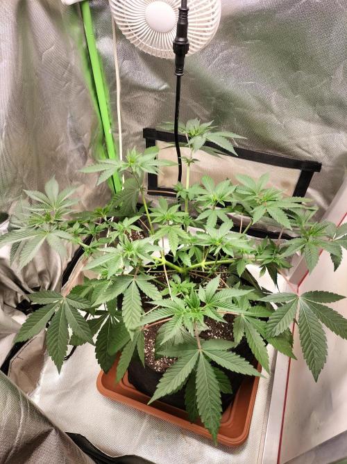 Tropical Ice Cream. Week 6