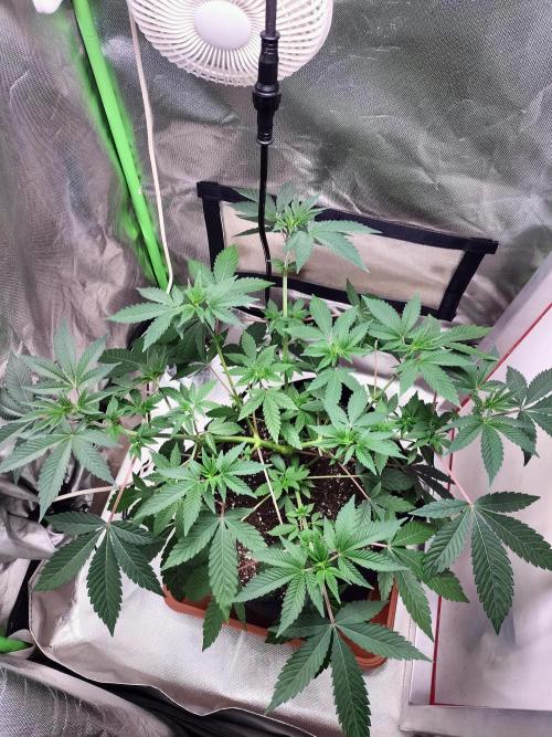 Tropical Ice Cream. Week 6
