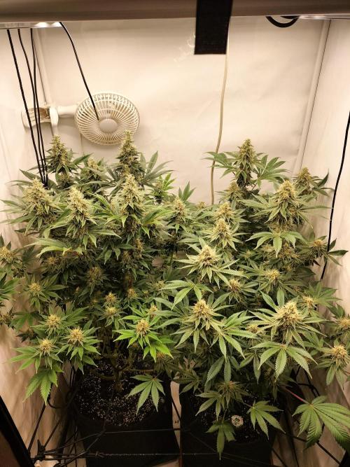 Sticky Broccoli - Eternity Cup 2026. Week 14