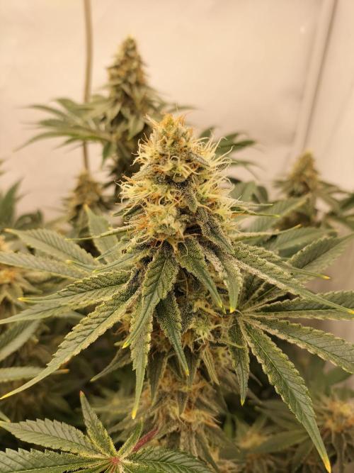 Sticky Broccoli - Eternity Cup 2026. Week 14