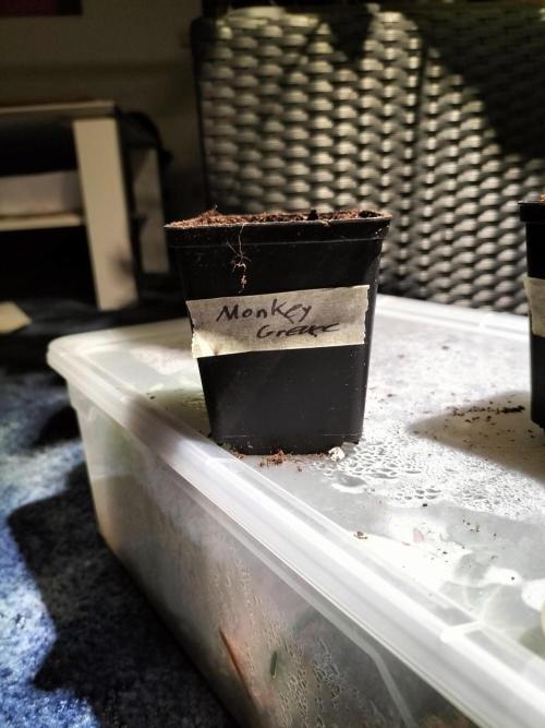 Monkey Grease. Week 0