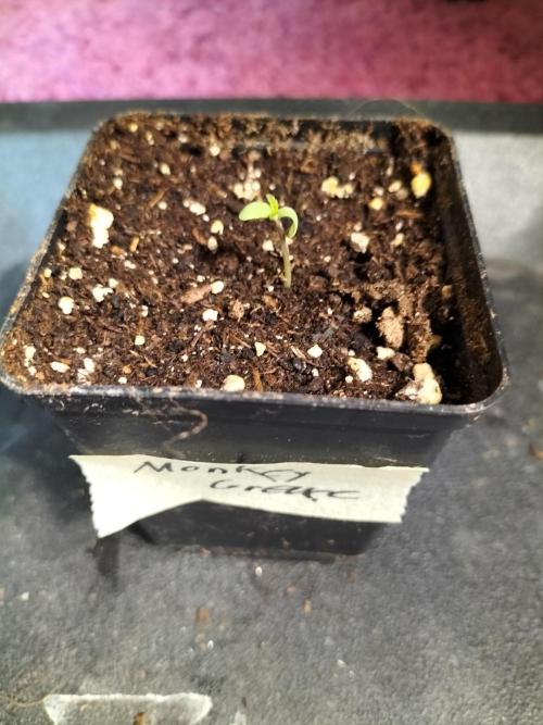 Monkey Grease. Week 0