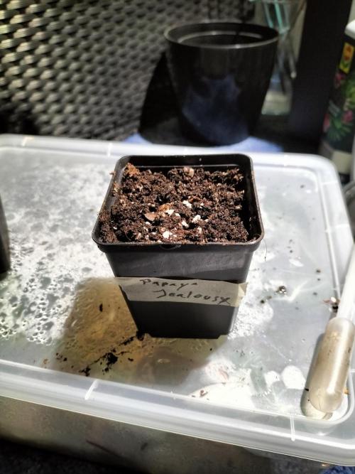 Papaya Jealousy. Week 0