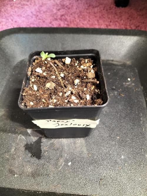 Papaya Jealousy. Week 0