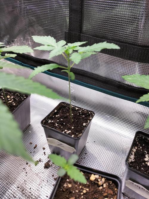 Zkittlez. Week 2