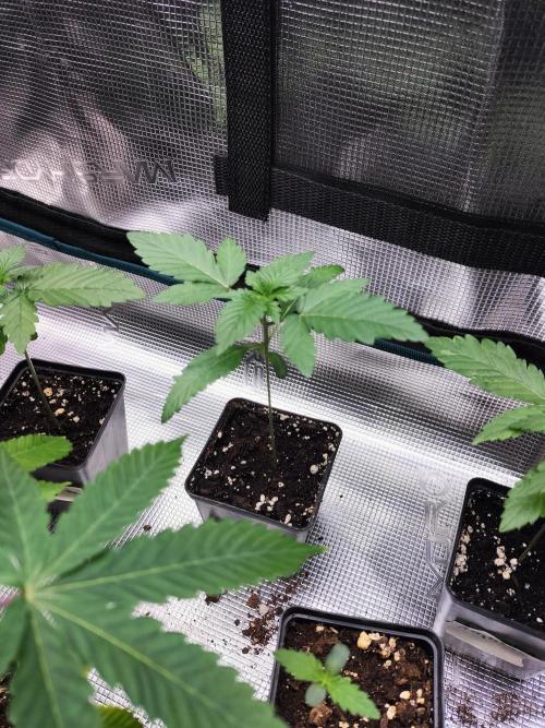 Zkittlez. Week 2