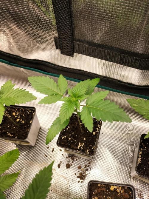Zkittlez. Week 2