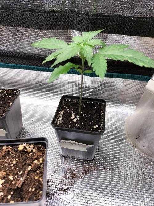 Amnesia Haze Fast. Week 2