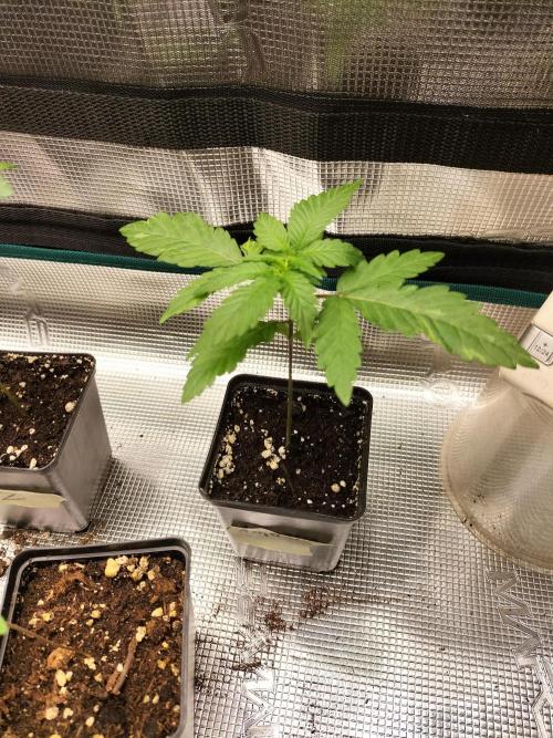 Amnesia Haze Fast. Week 2