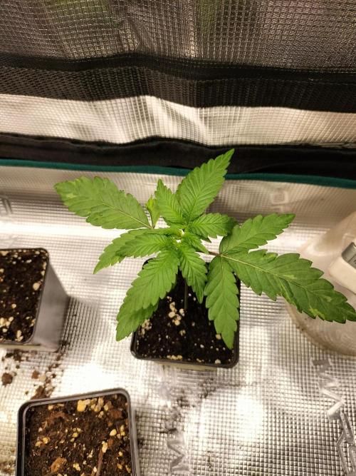 Amnesia Haze Fast. Week 2
