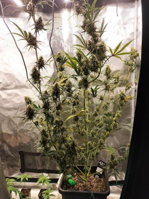 Gorilla Auto. Week 12