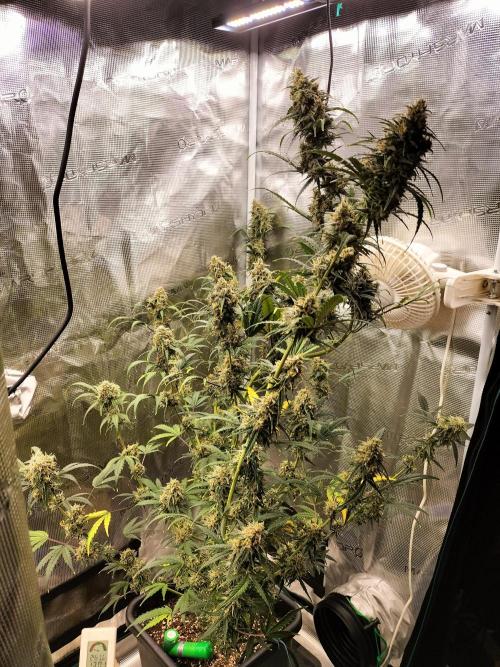 Gorilla Auto. Week 12
