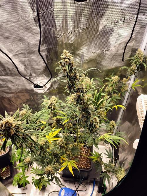 Gorilla Auto. Week 12