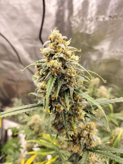 Gorilla Auto. Week 12