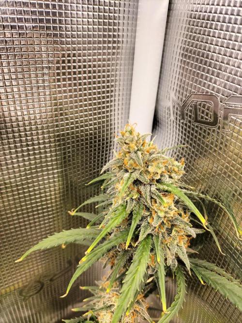 Gorilla Auto. Week 12