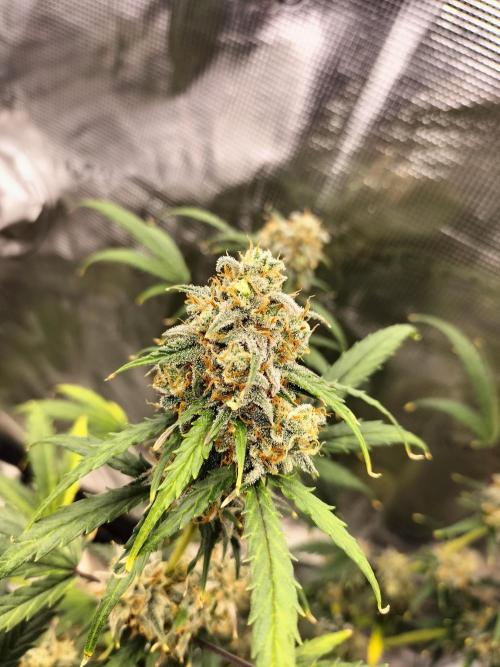 Gorilla Auto. Week 12