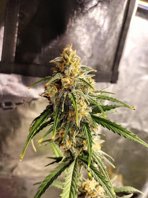 Gorilla Auto. Week 12