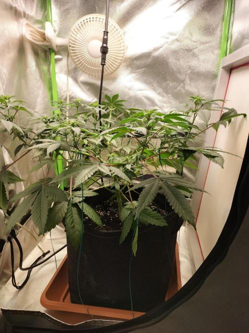 Tropical Ice Cream. Week 7