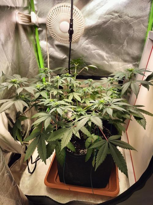 Tropical Ice Cream. Week 7