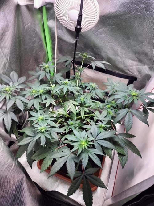 Tropical Ice Cream. Week 7