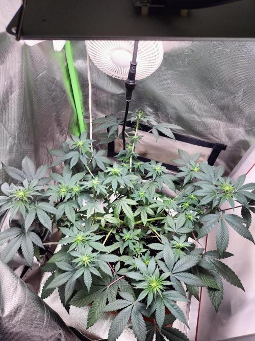 Tropical Ice Cream. Week 7