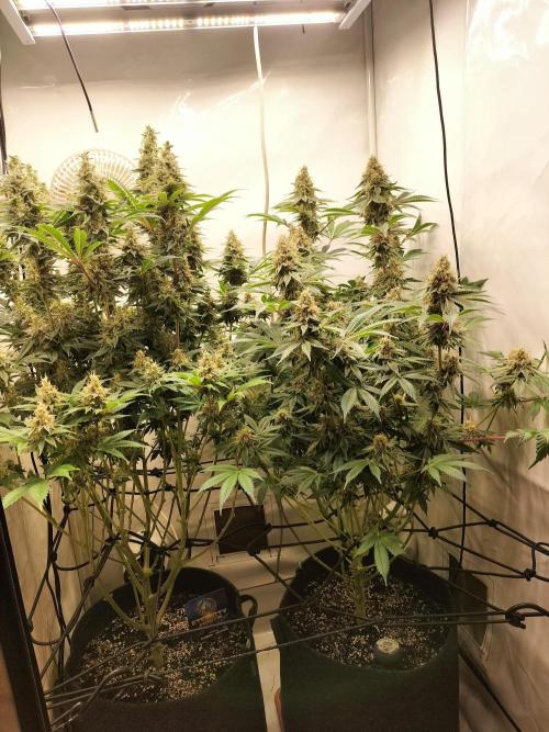 Sticky Broccoli - Eternity Cup 2026. Week 15