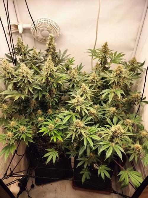 Sticky Broccoli - Eternity Cup 2026. Week 15