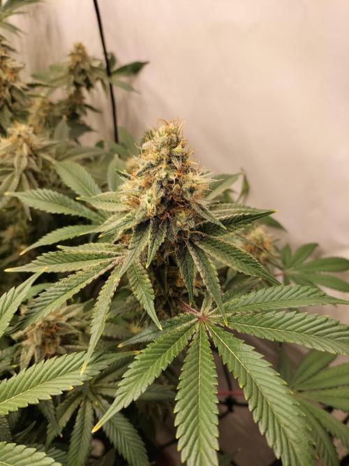 Sticky Broccoli - Eternity Cup 2026. Week 15