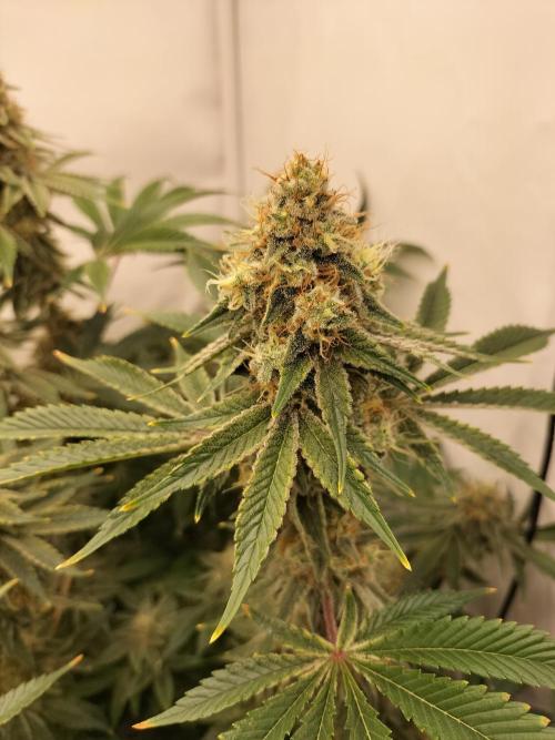 Sticky Broccoli - Eternity Cup 2026. Week 15