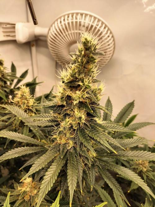 Sticky Broccoli - Eternity Cup 2026. Week 15