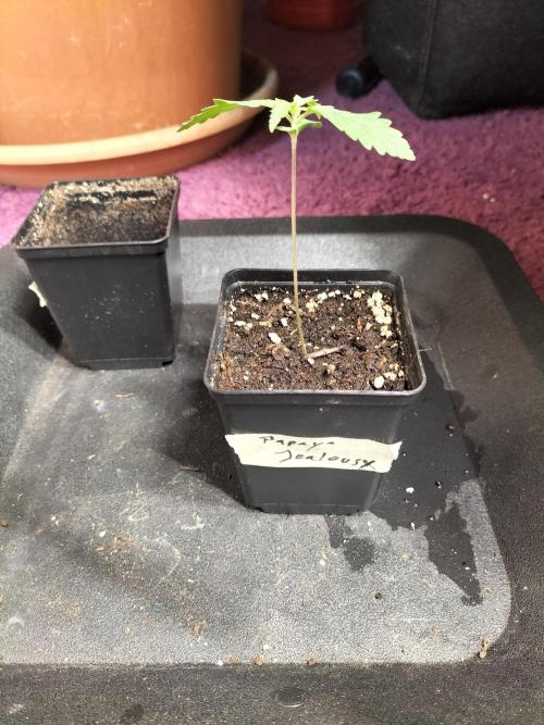 Papaya Jealousy. Week 1