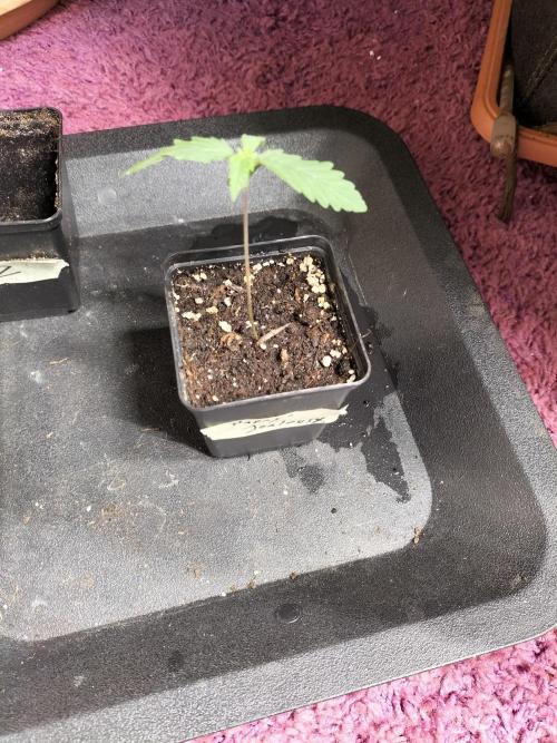 Papaya Jealousy. Week 1